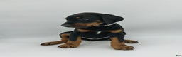 Doberman Pinscher dogs for sale: Gray - Ad 2