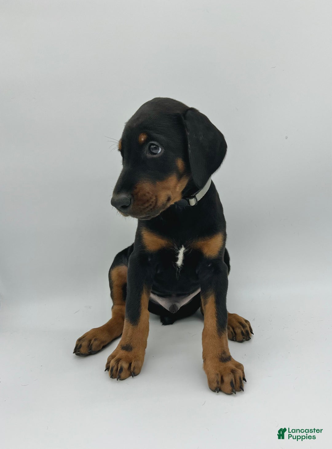 Doberman Pinscher dogs for sale: Gray - Ad 2