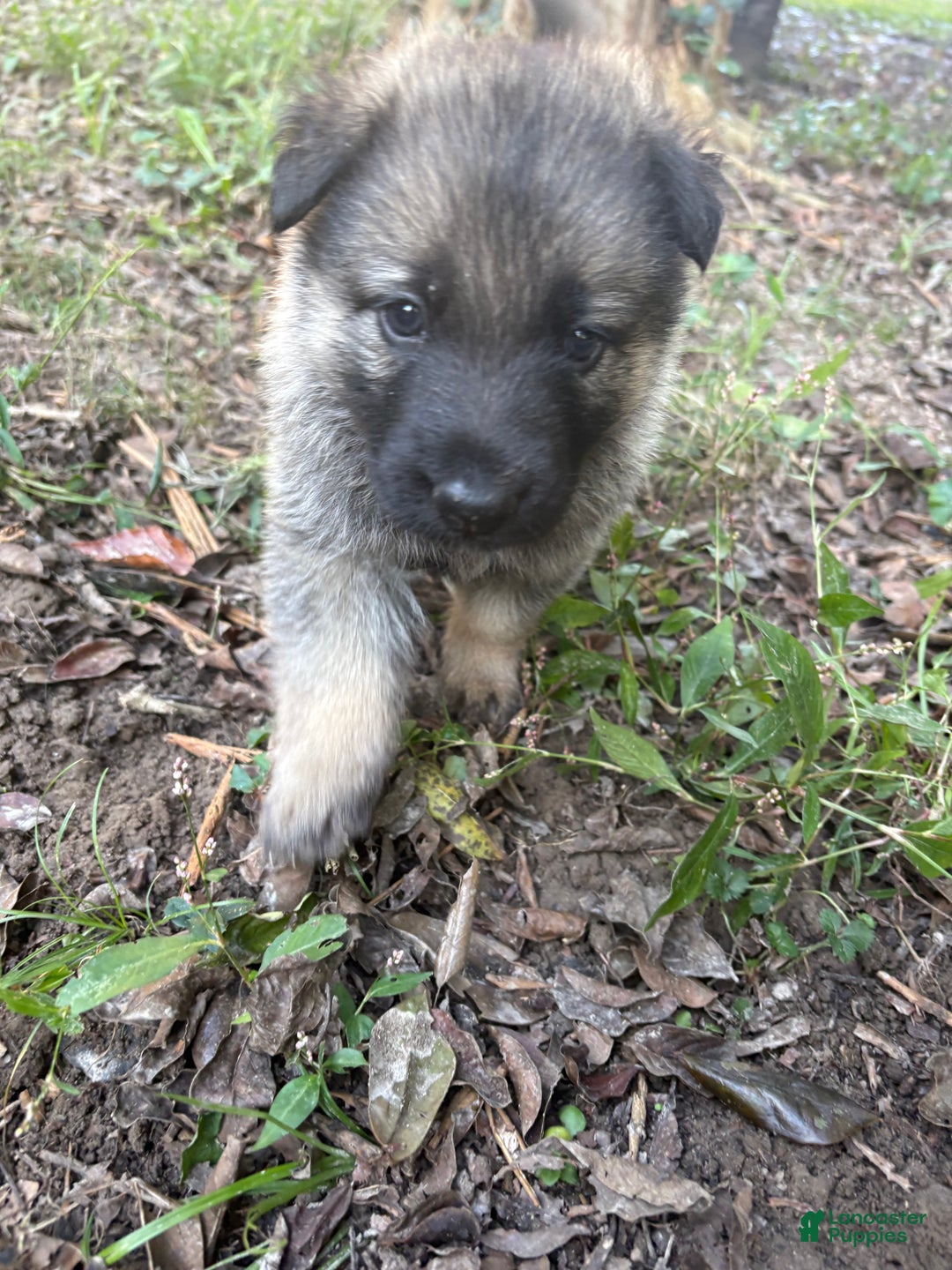 German Shepherd dogs for sale: German Shepherd Puppy 2 - Ad 2