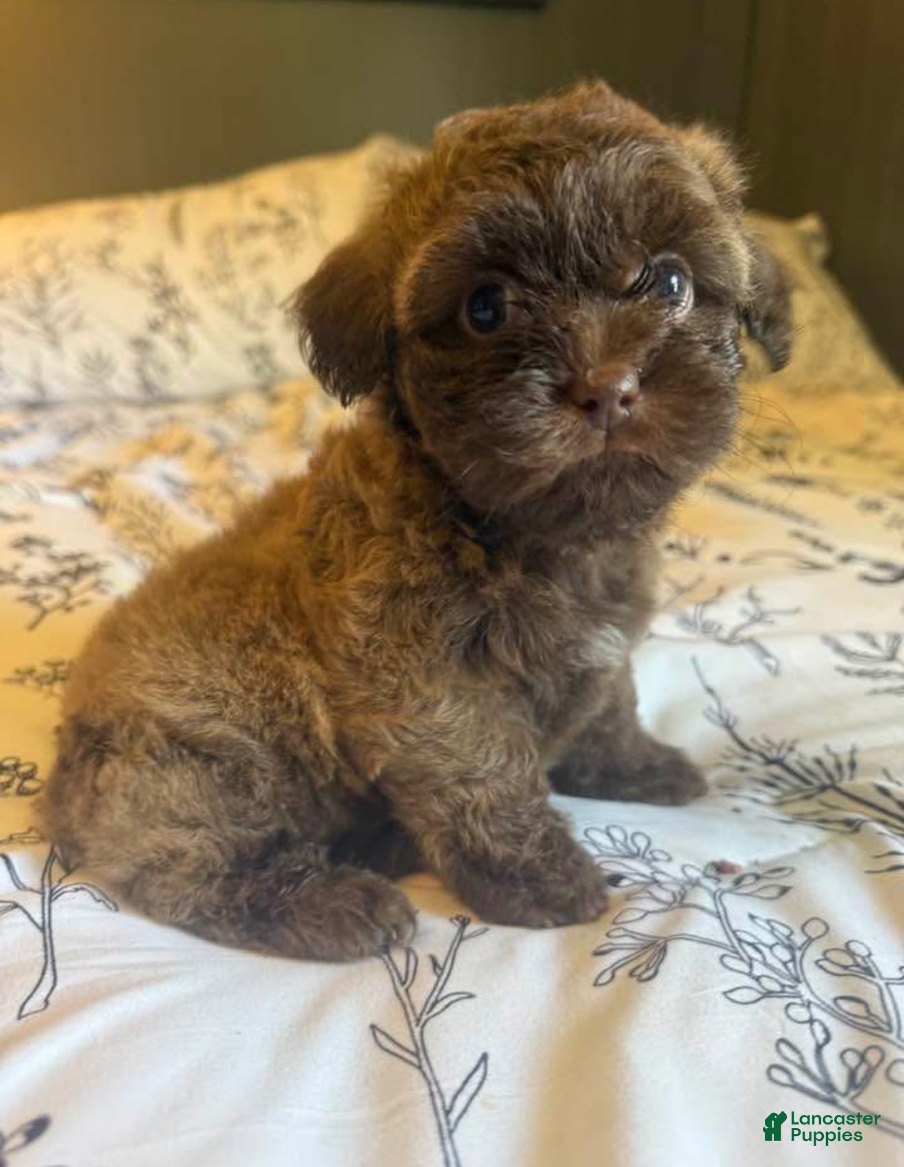 Terrier Bulldog Mixed With A Shih Tzu Poodle Mix Boston Terrier