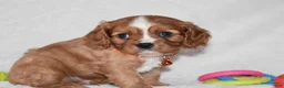 Cavalier King Charles Spaniel dogs for sale: Piper - Ad 6