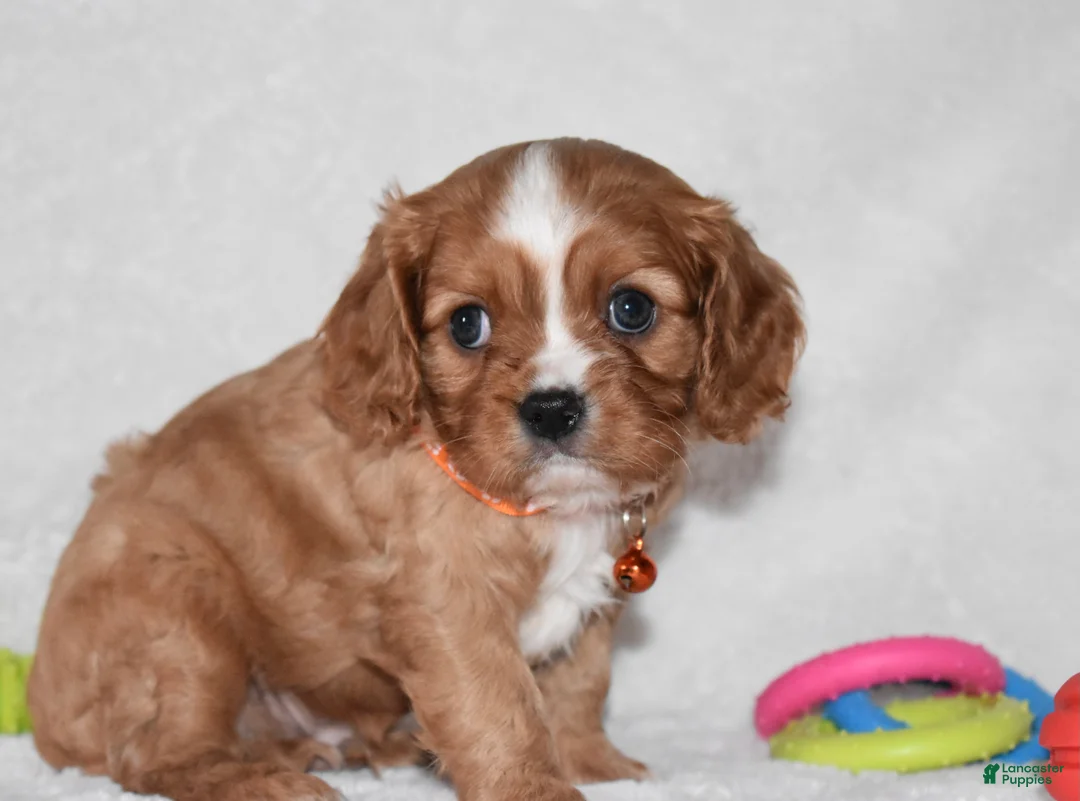 Cavalier King Charles Spaniel dogs for sale: Piper - Ad 6