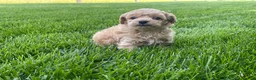 Miniature Poodle dogs for sale: Albert Miniature Poodle Puppy  - Ad 3