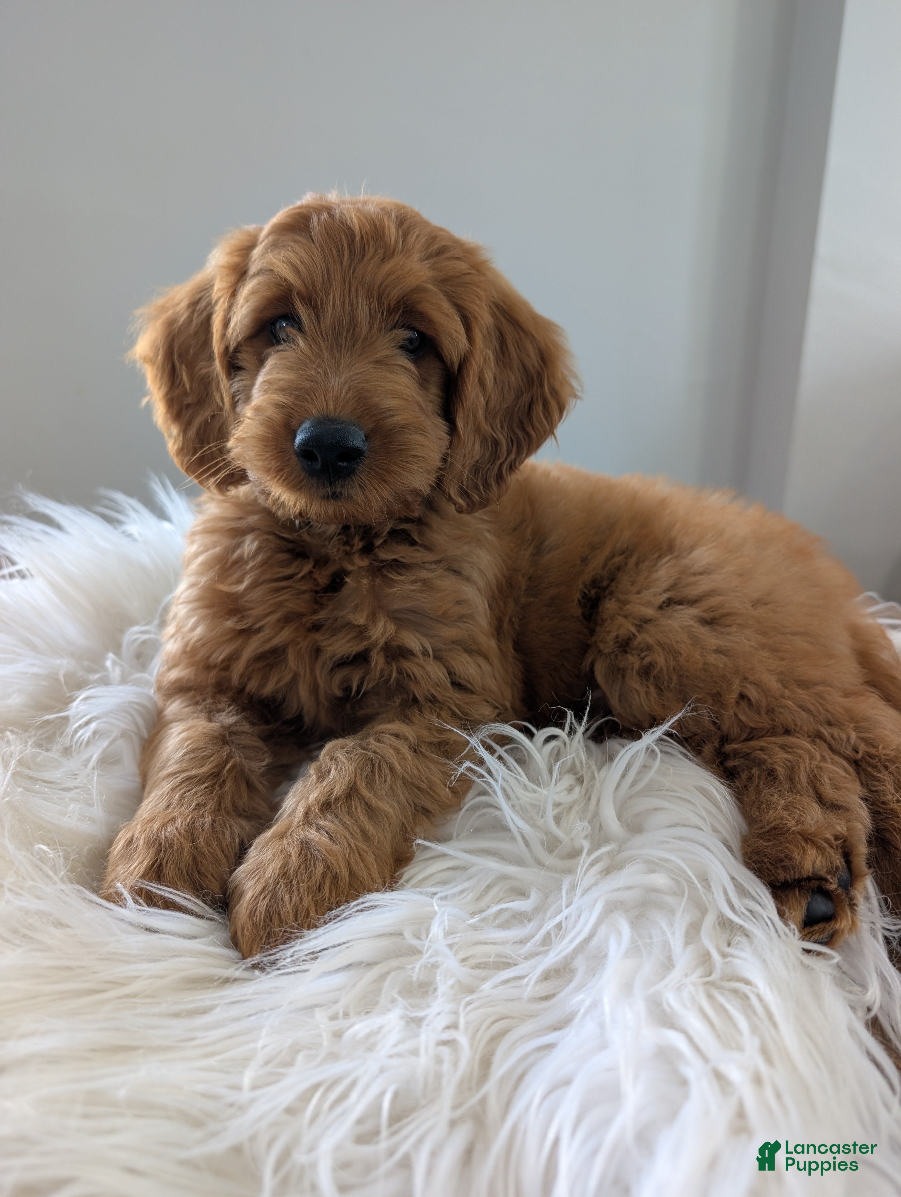 Irish Doodle dogs Mini Irish Doodle 3 - Ad 1