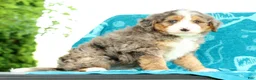 Mini Bernedoodle dogs for sale: Bingo - Ad 8
