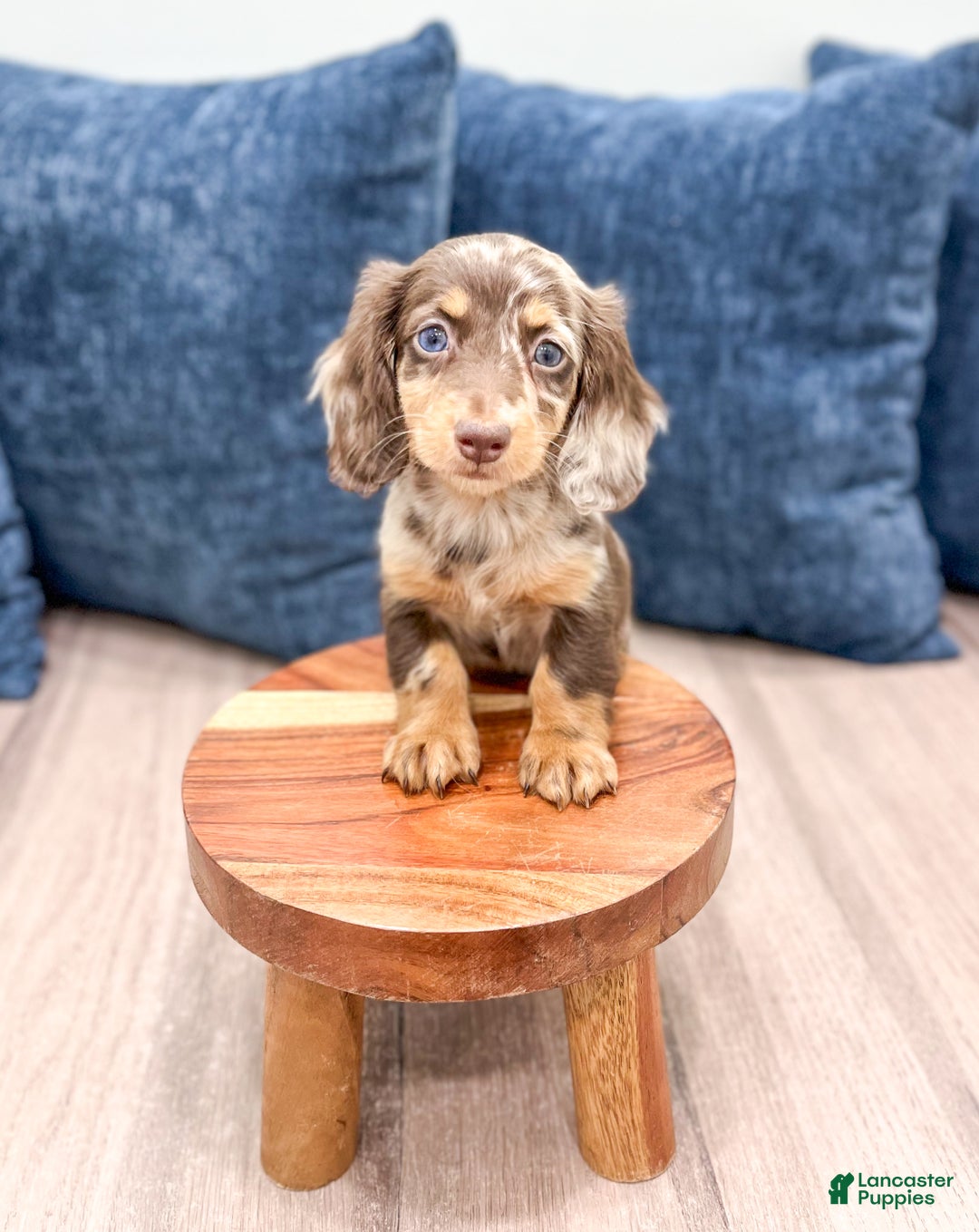 Miniature Dachshund dogs for sale: Cookie - Ad 2