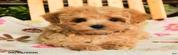 Maltipoo dogs for sale: Moxie - Ad 5