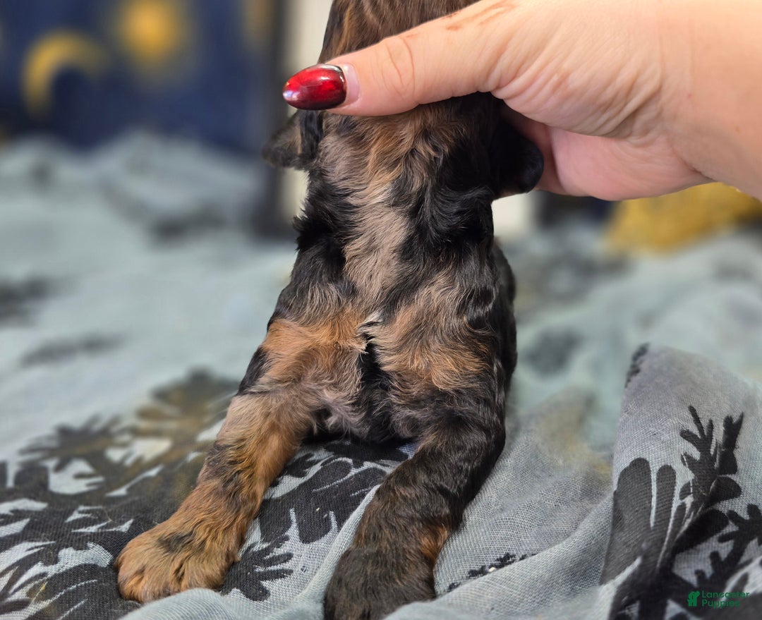 Cockapoo dogs for sale: Mayor Augustus  - Ad 6