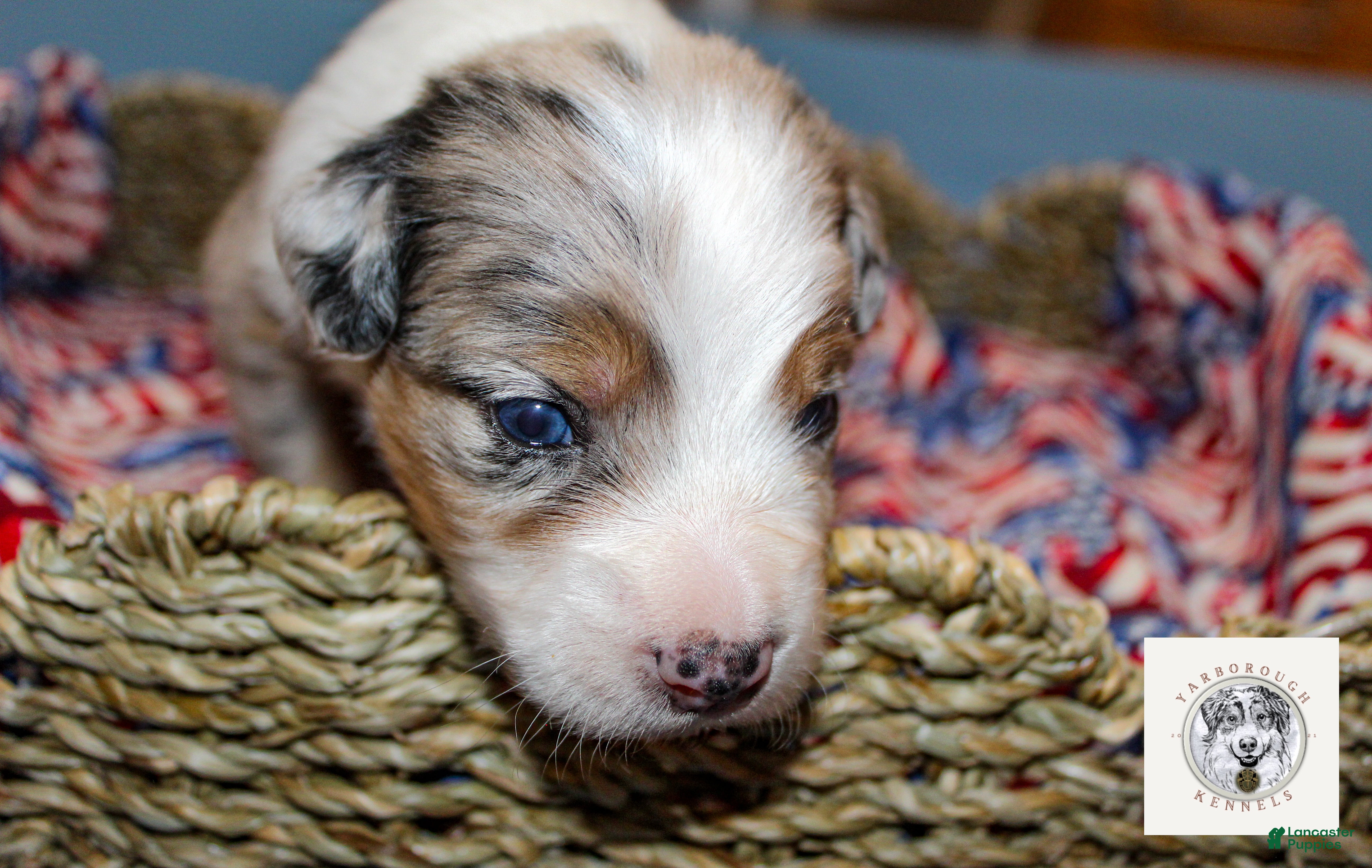 Miniature Australian Shepherd dogs Freedom - Ad 1