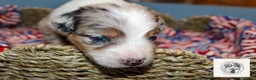 Miniature Australian Shepherd dogs for sale: Freedom - Ad 2