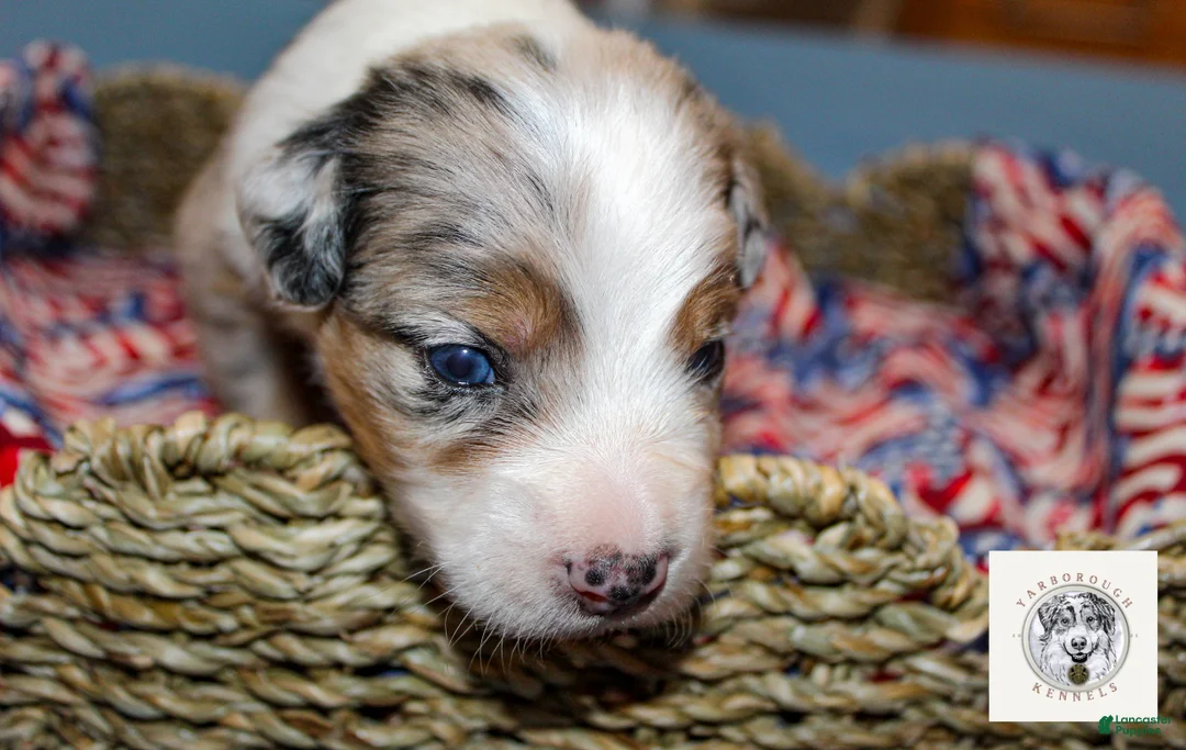 Miniature Australian Shepherd dogs for sale: Freedom - Ad 2