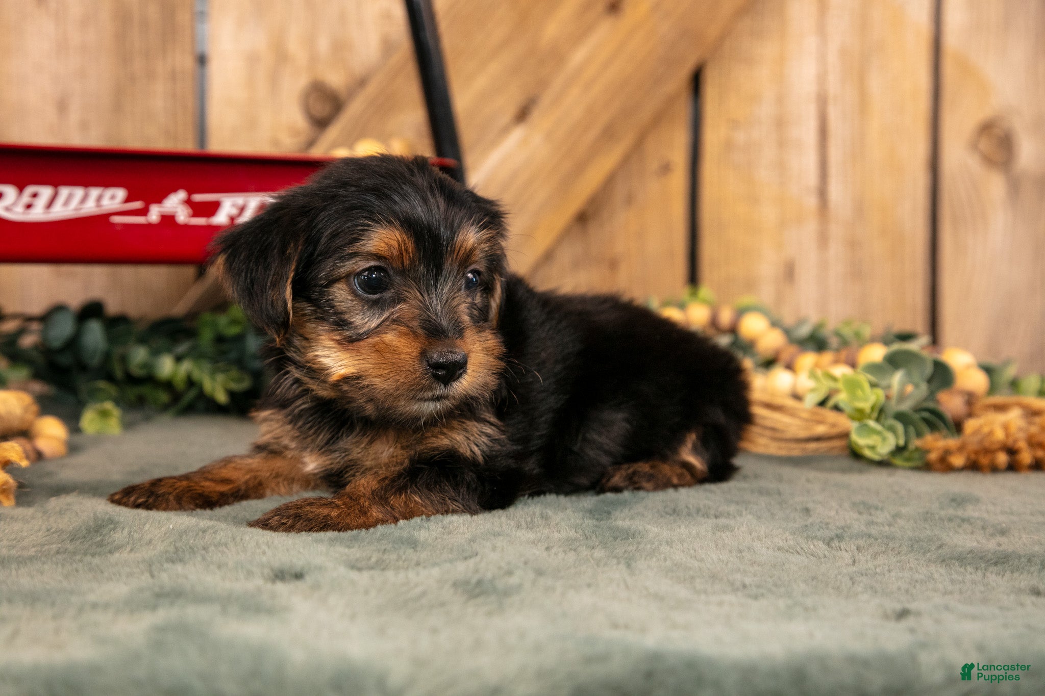 Yorkshire Terrier dogs Kenji - Ad 2