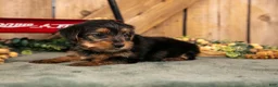 Yorkshire Terrier dogs for sale: Kenji - Ad 2