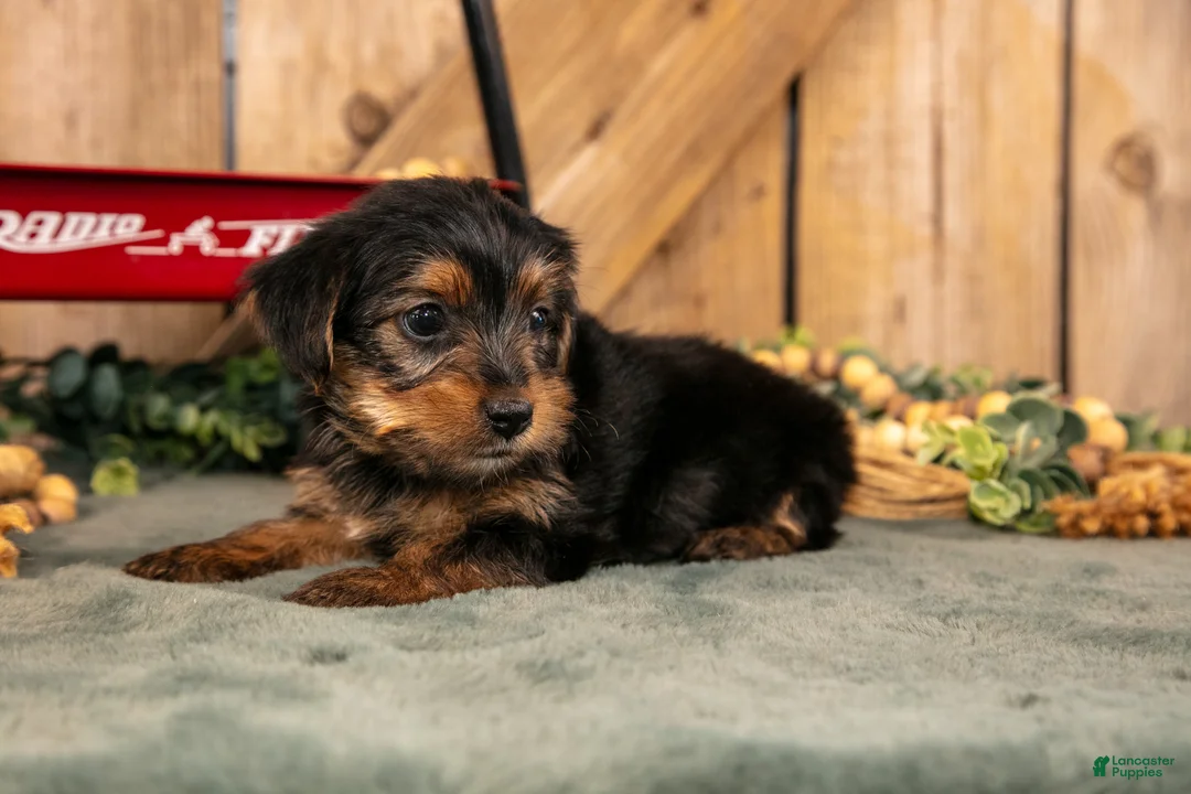 Yorkshire Terrier dogs for sale: Kenji - Ad 2
