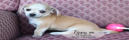 Chiweenie dogs for sale: Tippy - Ad 3