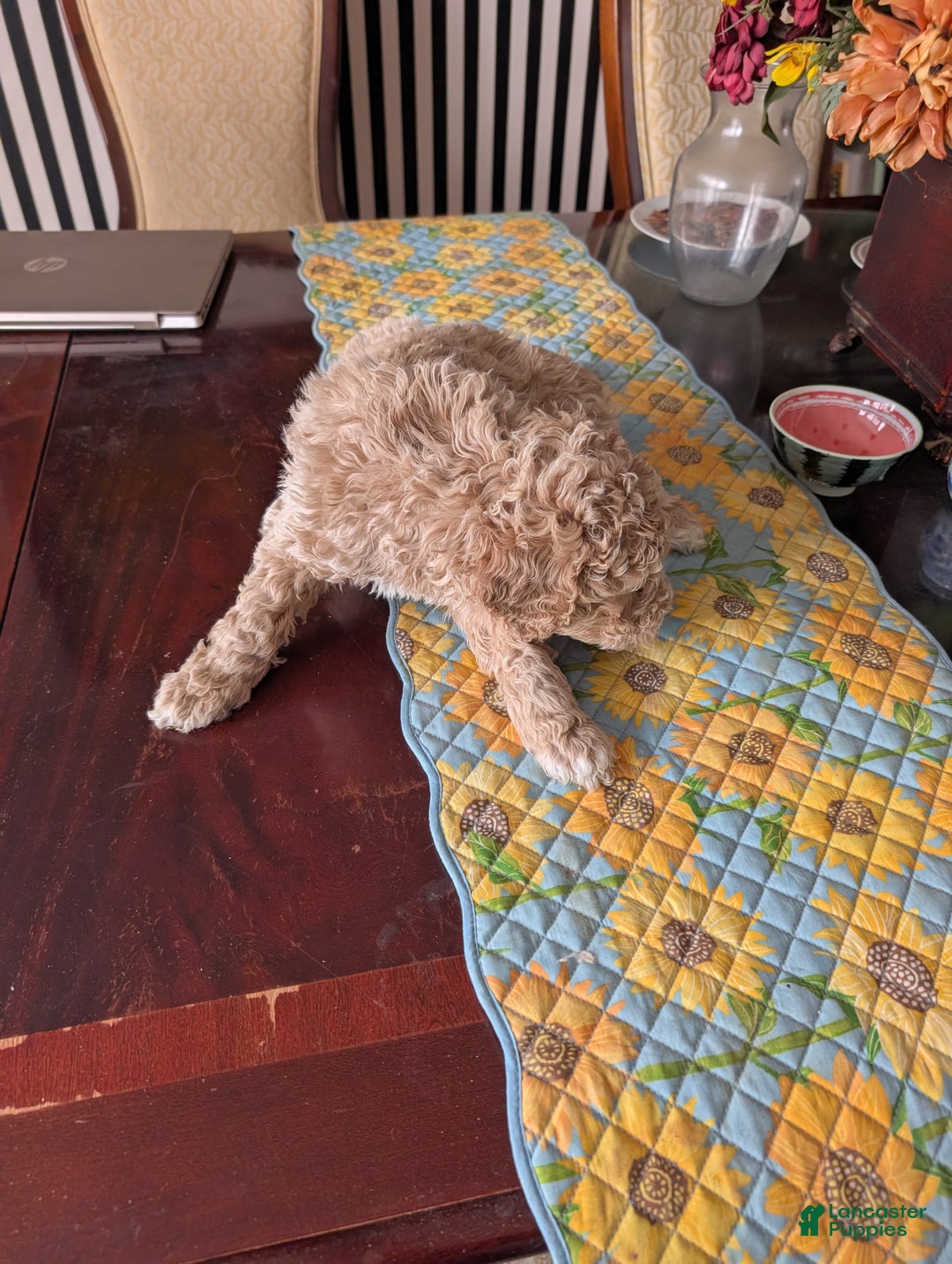 Goldendoodle dogs for sale: Jack - Ad 2