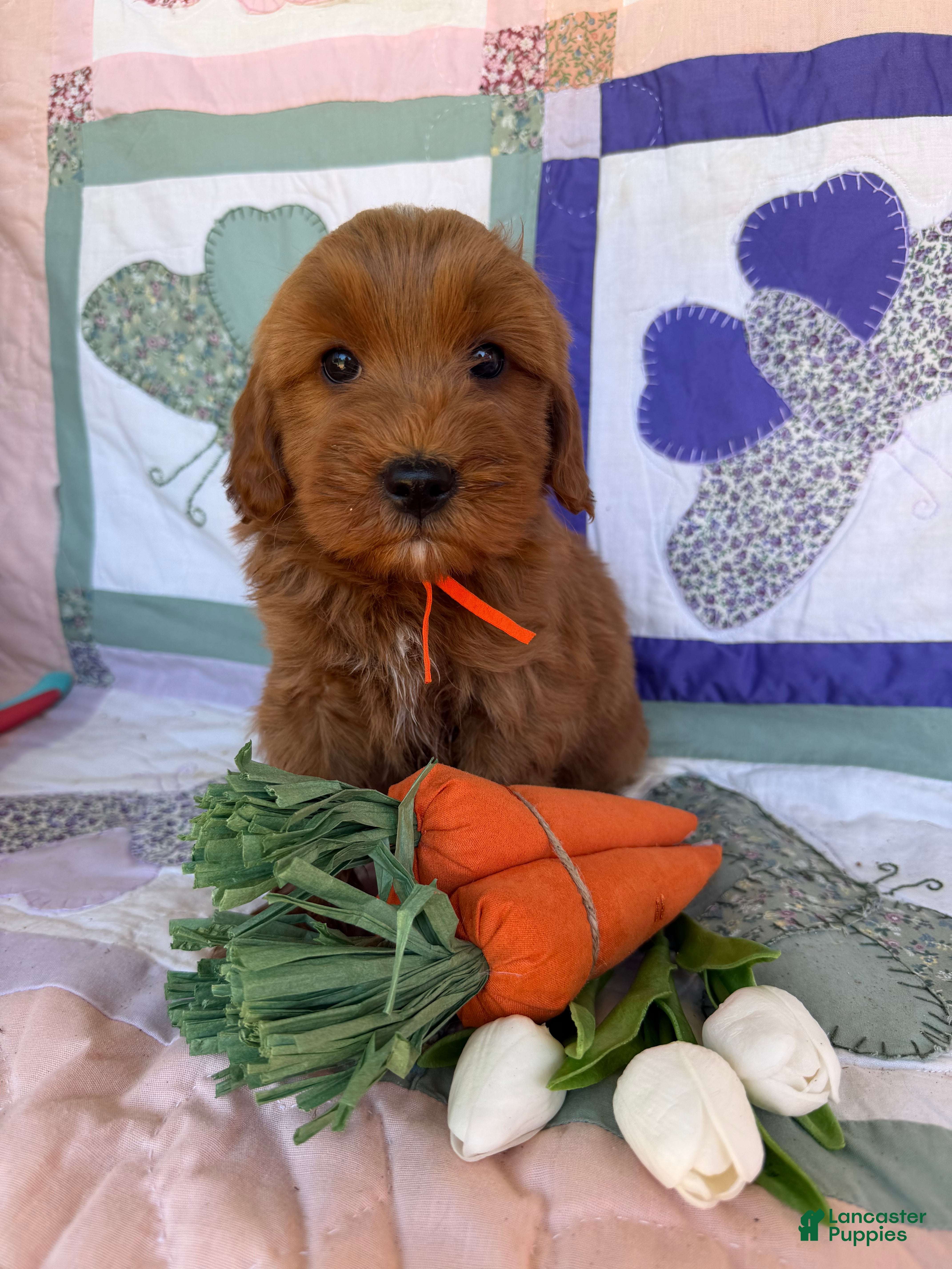 Mini Goldendoodle dogs Mini Goldendoodle Puppy 4 - Ad 11