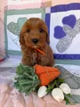 Mini Goldendoodle Puppy 4