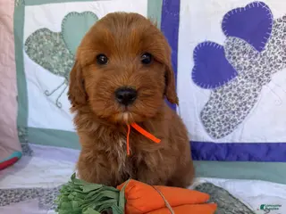 Mini Goldendoodle dogs Mini Goldendoodle Puppy 4 - Ad 19