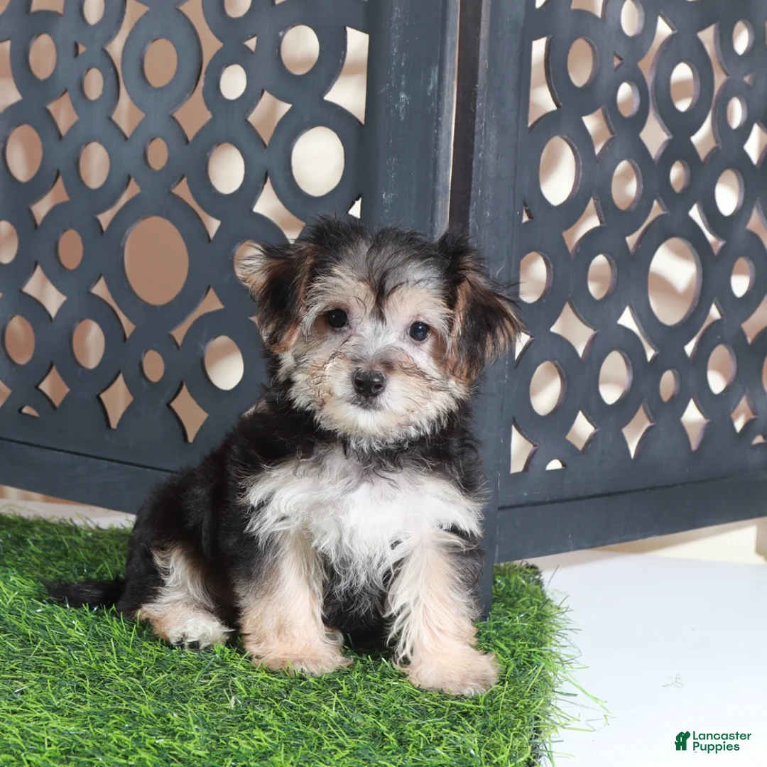Yochon dogs for sale: Autumn Precious Female Yochon Puppy - Ad 2