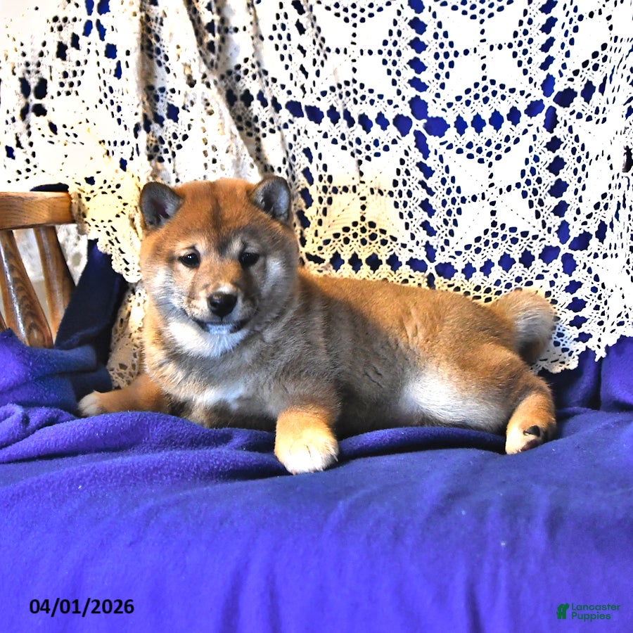 Shiba Inu dogs Ruby Jean - Ad 2