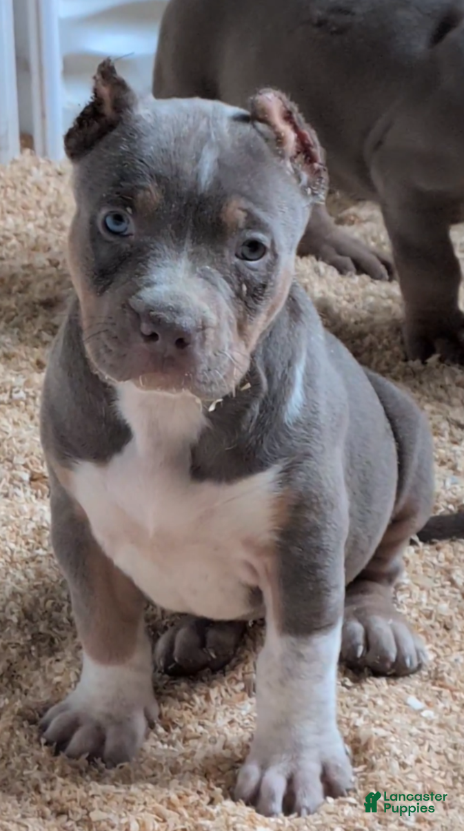 American Bully dogs Athena  - Ad 1