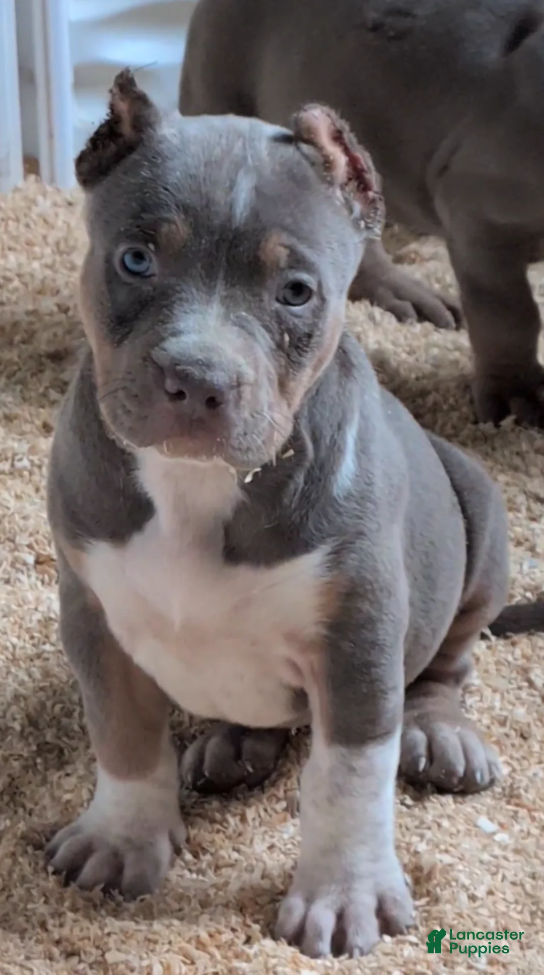 American Bully dogs for sale: Athena  - Ad 1