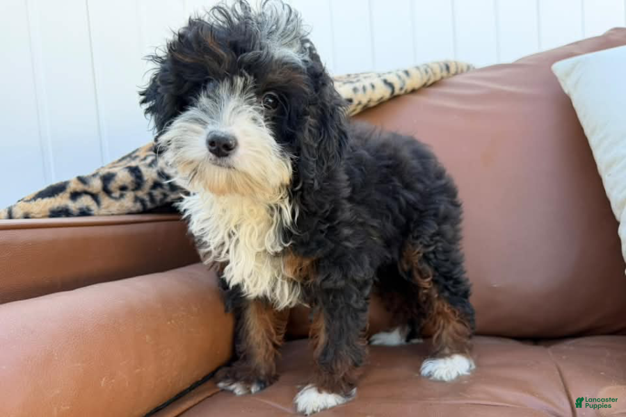 Mini Bernedoodle dogs for sale: Greta - Ad 18