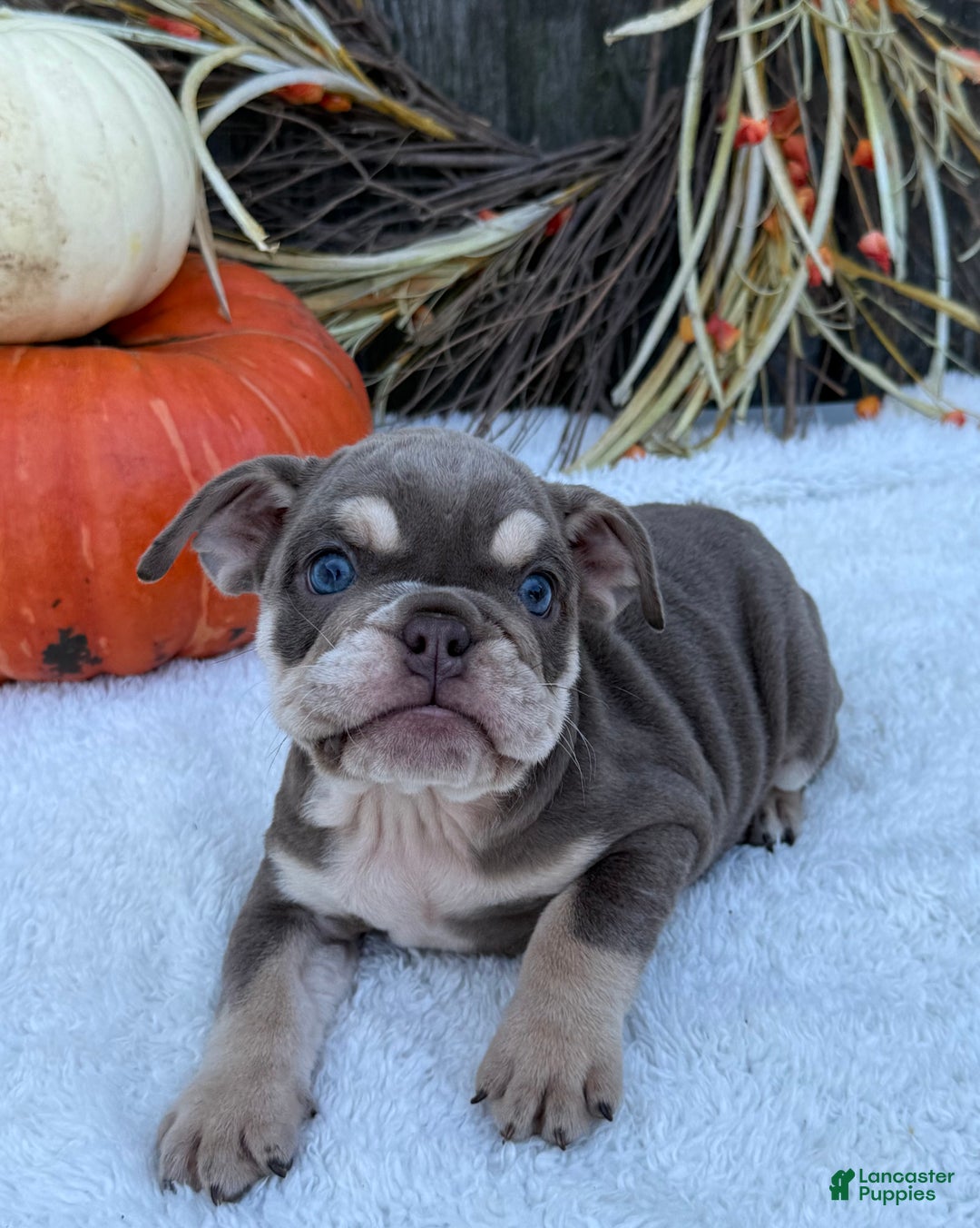 English Bulldog dogs for sale: Sage - Ad 6