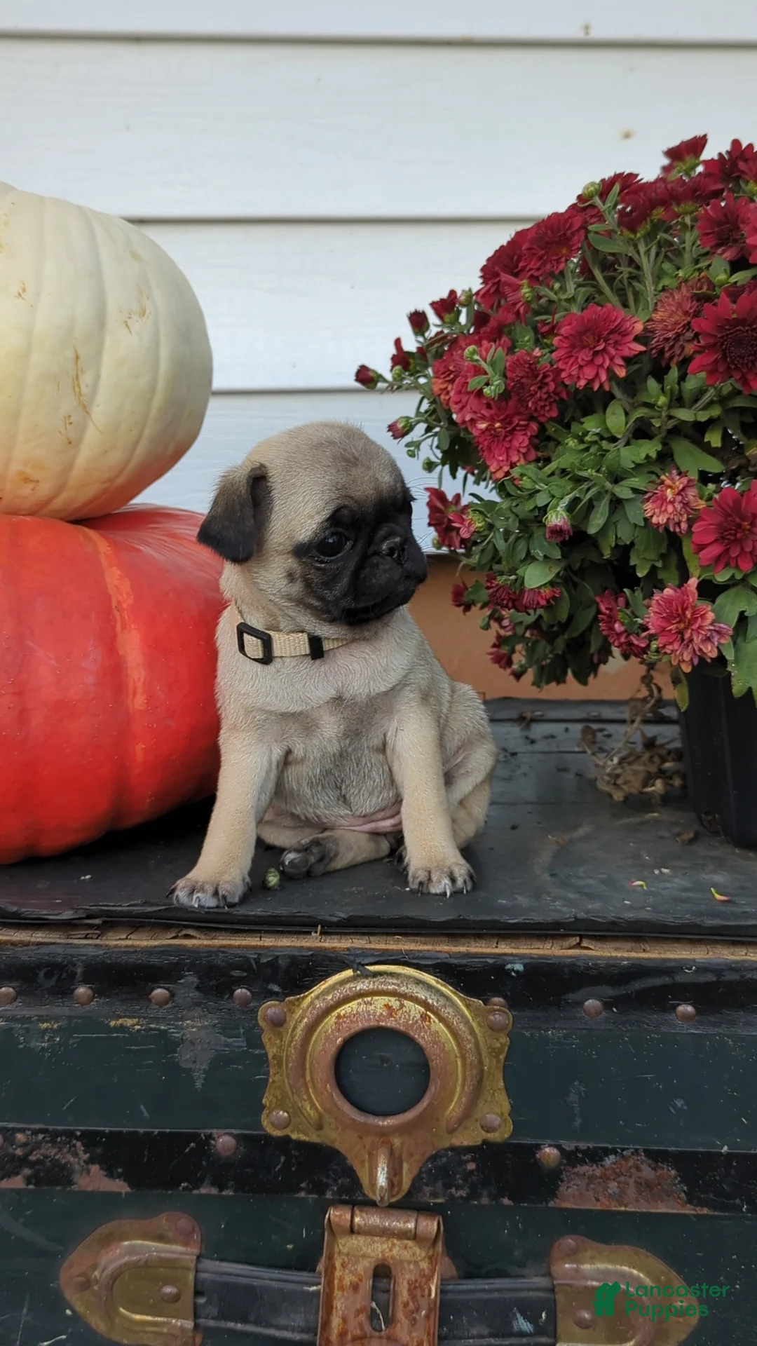 Pug dogs for sale: Sprite - Ad 1