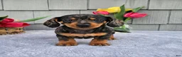Dachshund dogs for sale: Mia - Ad 6