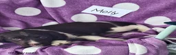 English Springer Spaniel dogs for sale: Molly - Ad 7