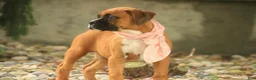 Boxer dogs for sale: Remi - Ad 5