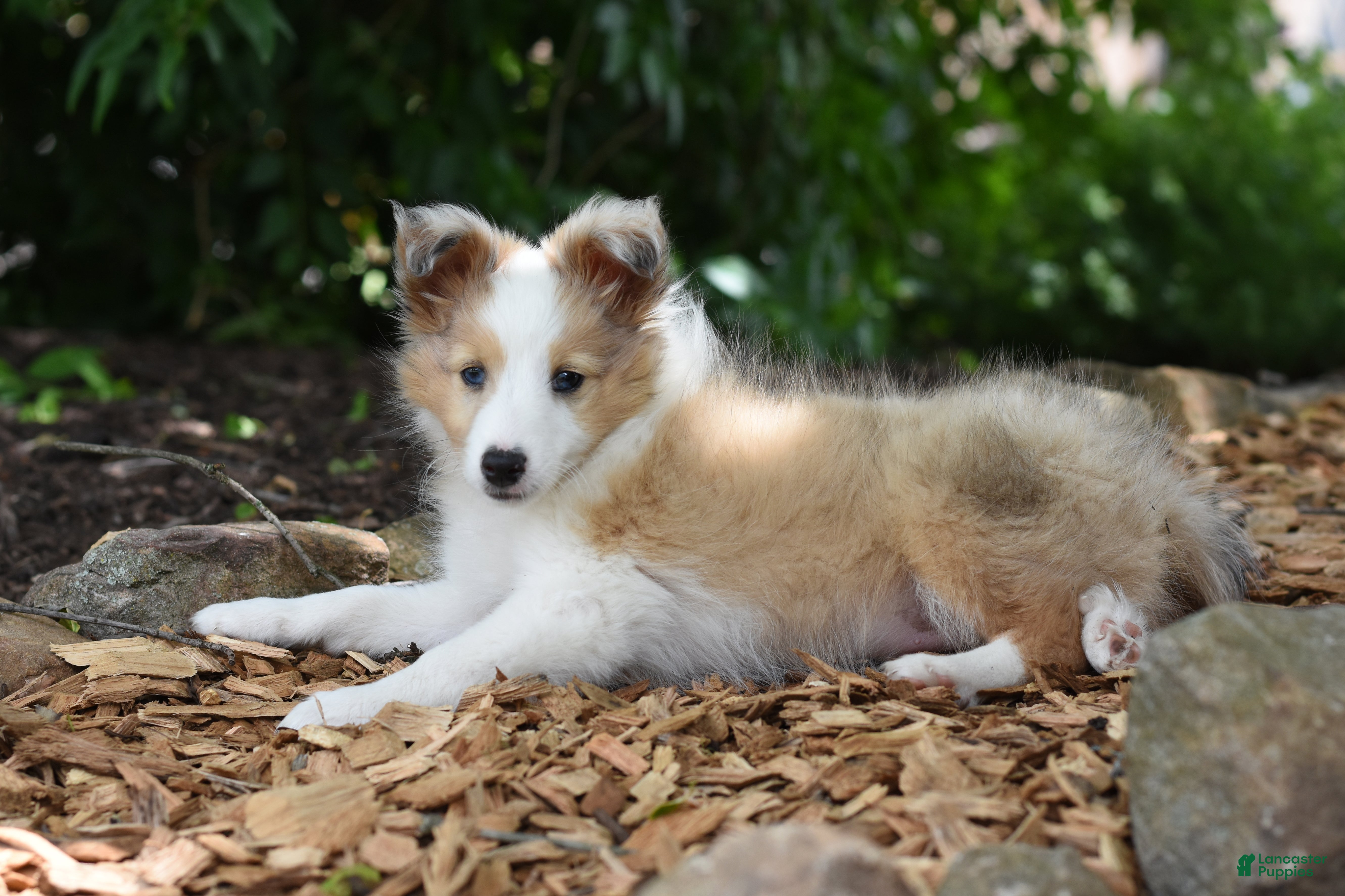 Shetland Sheepdog dogs Luke - Ad 1