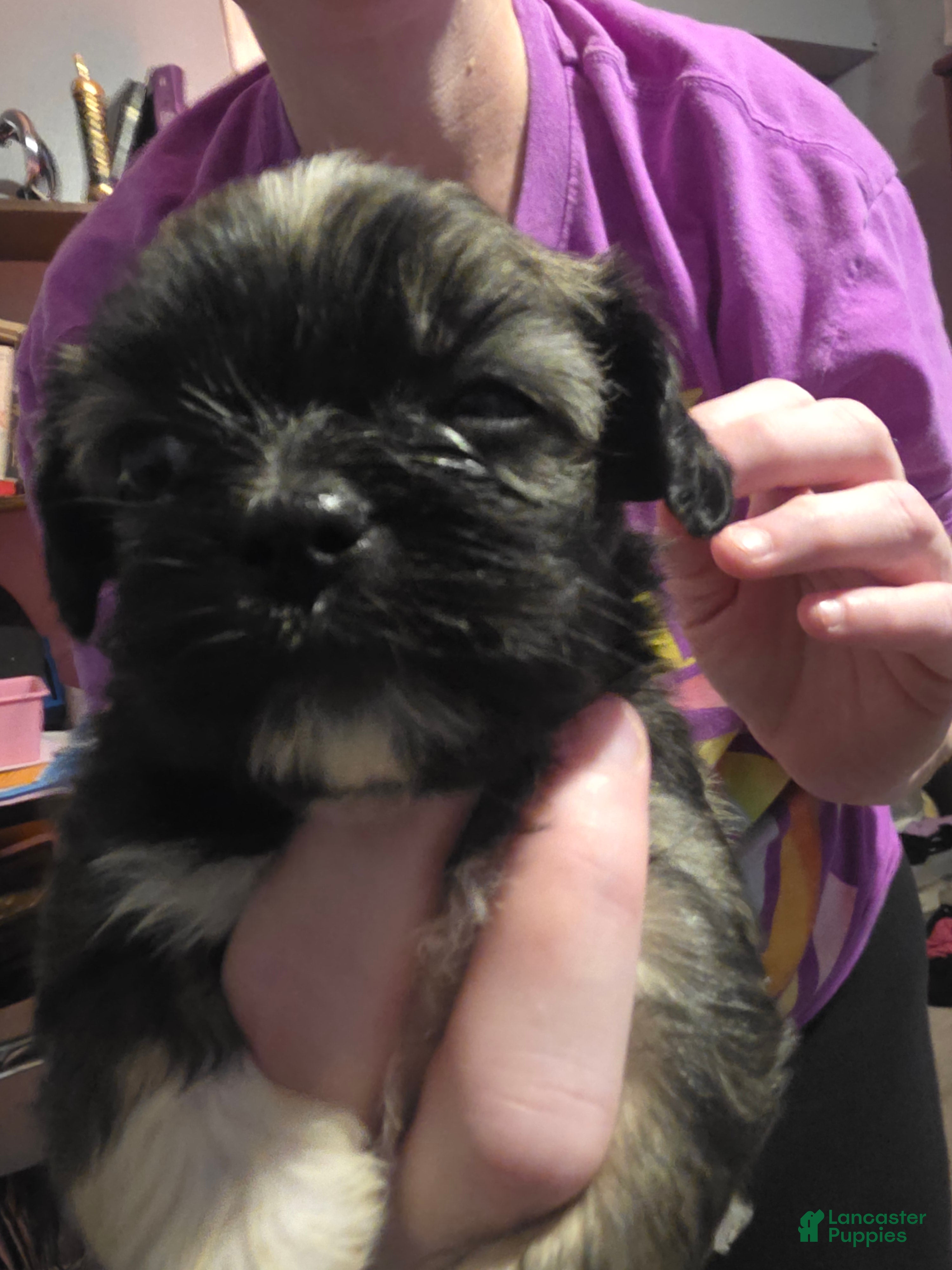 Mixed Breed dogs Mixed Breed 4 - Ad 14
