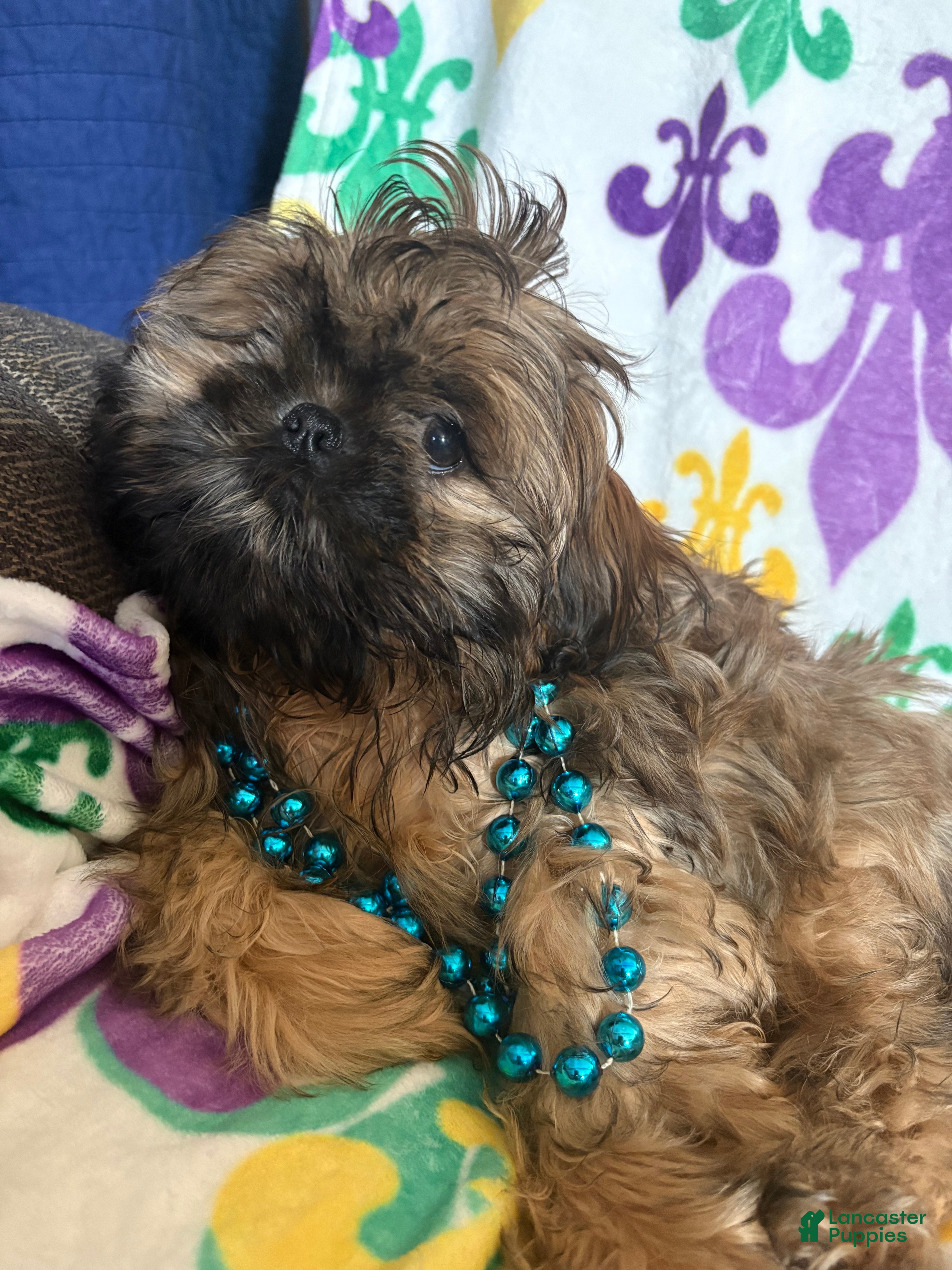 Shih Tzu dogs Shih Tzu Puppy 1 - Ad 40