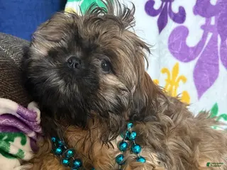 Shih Tzu dogs Shih Tzu Puppy 1 - Ad 40
