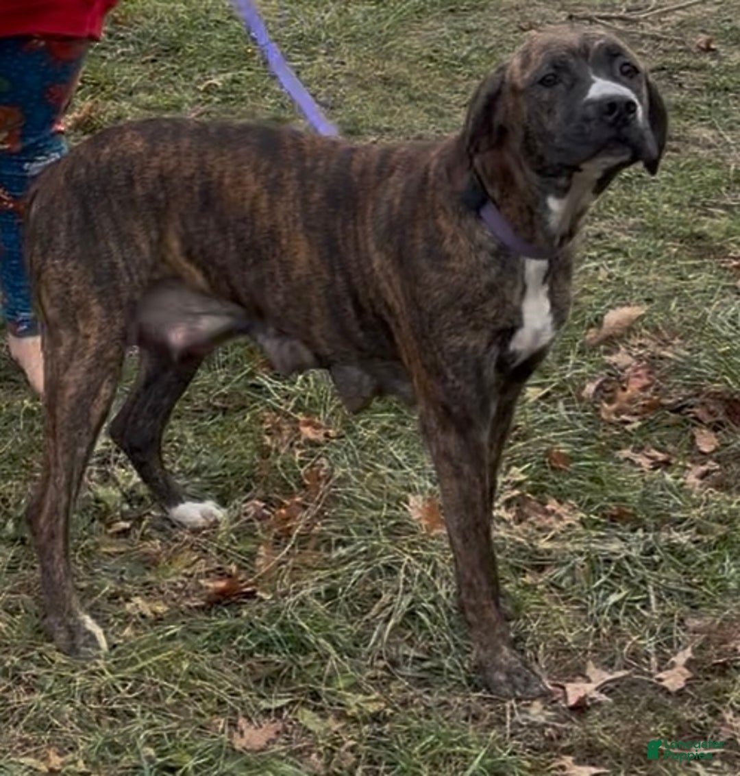 Mixed Breed dogs for sale: Puffball - Ad 11