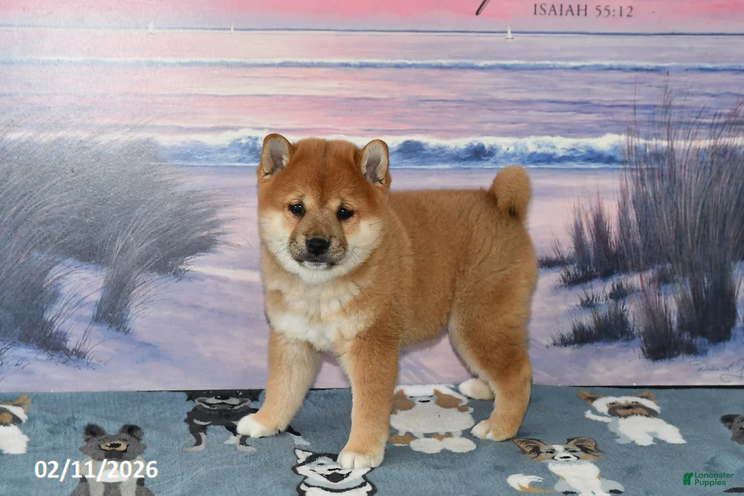 Shiba Inu dogs for sale: Billy Jo - Ad 3