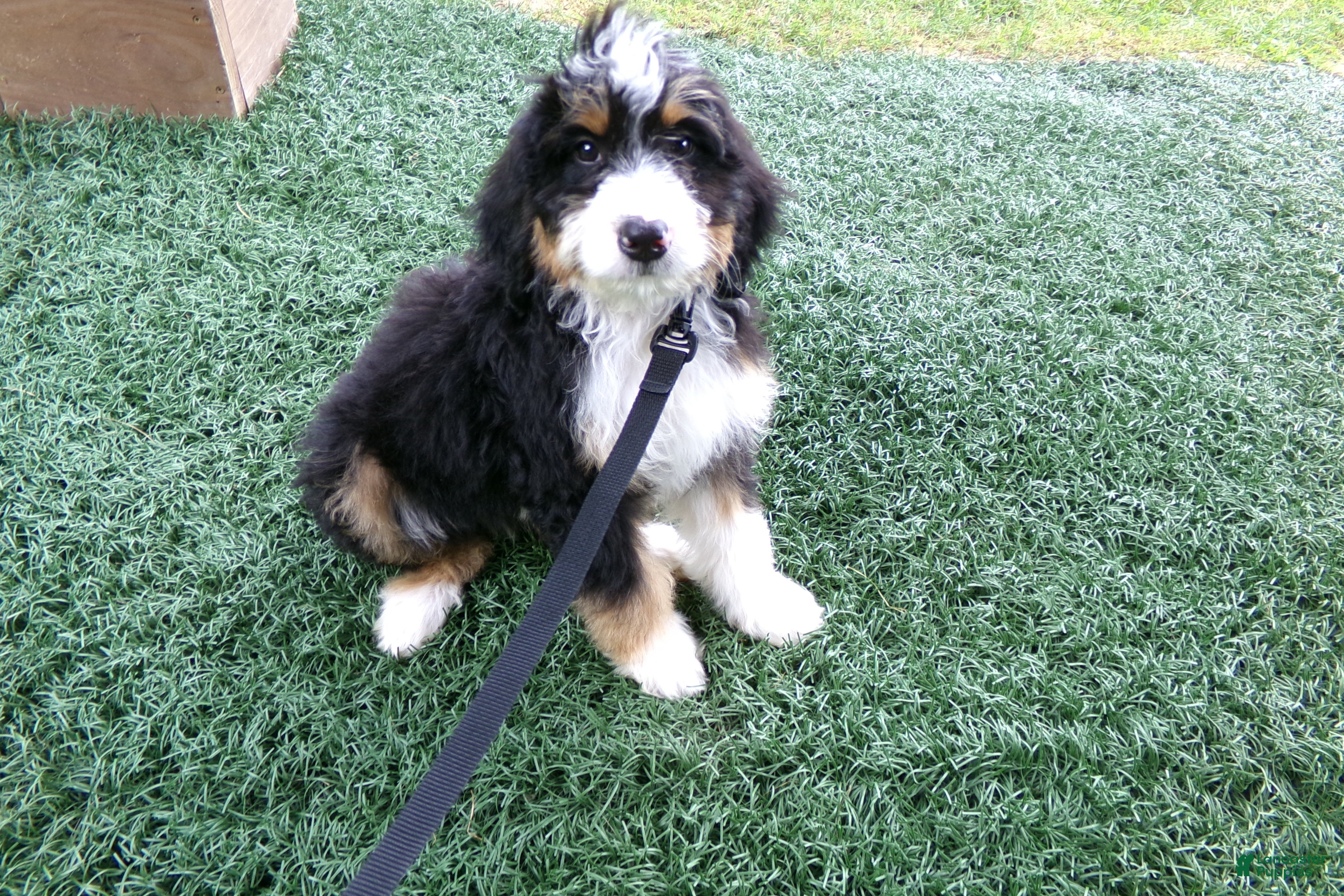 Mini Bernedoodle dogs Beth - Ad 1