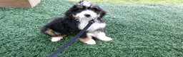 Mini Bernedoodle dogs for sale: Beth - Ad 1