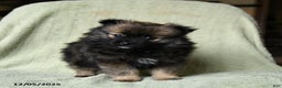 Pomeranian dogs for sale: Rascal - Ad 2