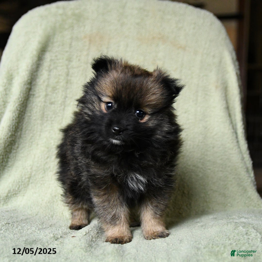 Pomeranian dogs for sale: Rascal - Ad 2