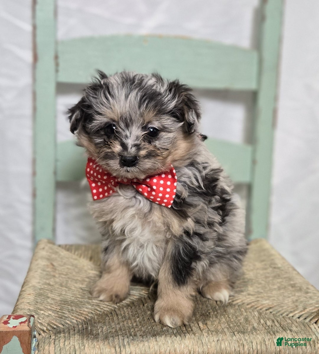 Pomapoo dogs for sale: Logan - Ad 4