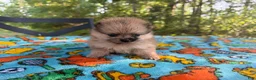 Pomeranian dogs for sale: Pomeranian 3 - Ad 5