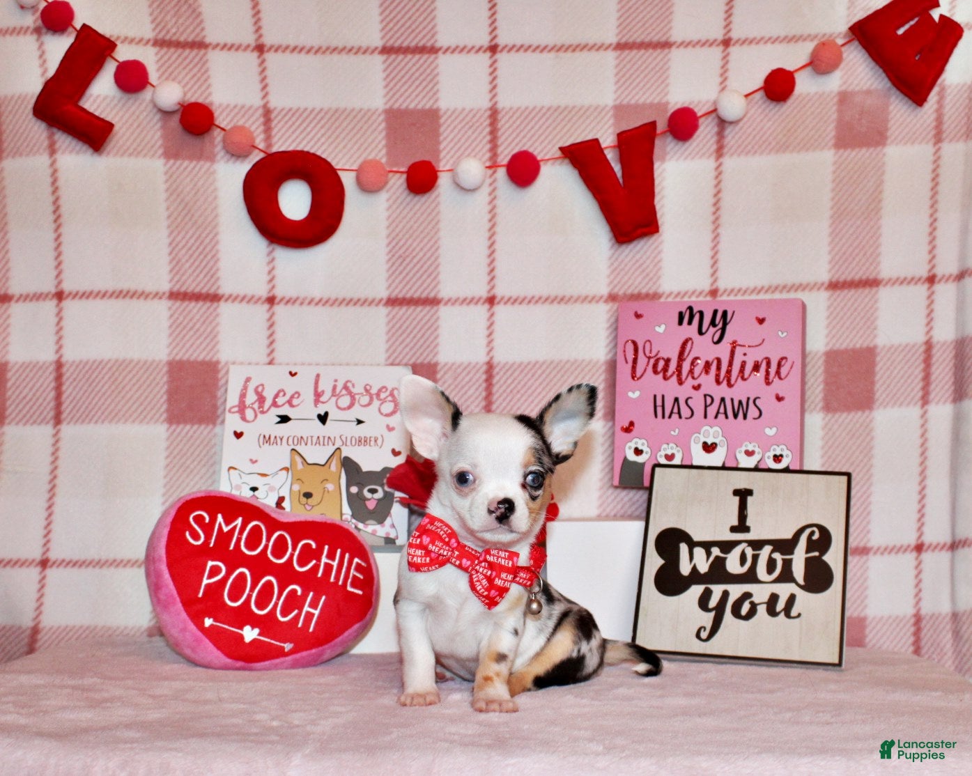 Chihuahua dogs Jazz - Ad 3