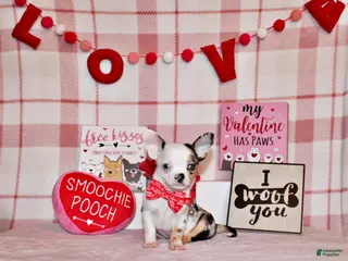 Chihuahua dogs Jazz - Ad 3