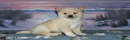 Shiba Inu dogs for sale: Verbena - Ad 2
