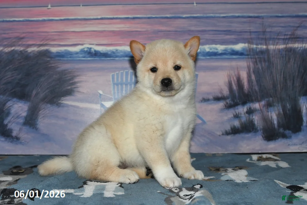Shiba Inu dogs for sale: Verbena - Ad 2