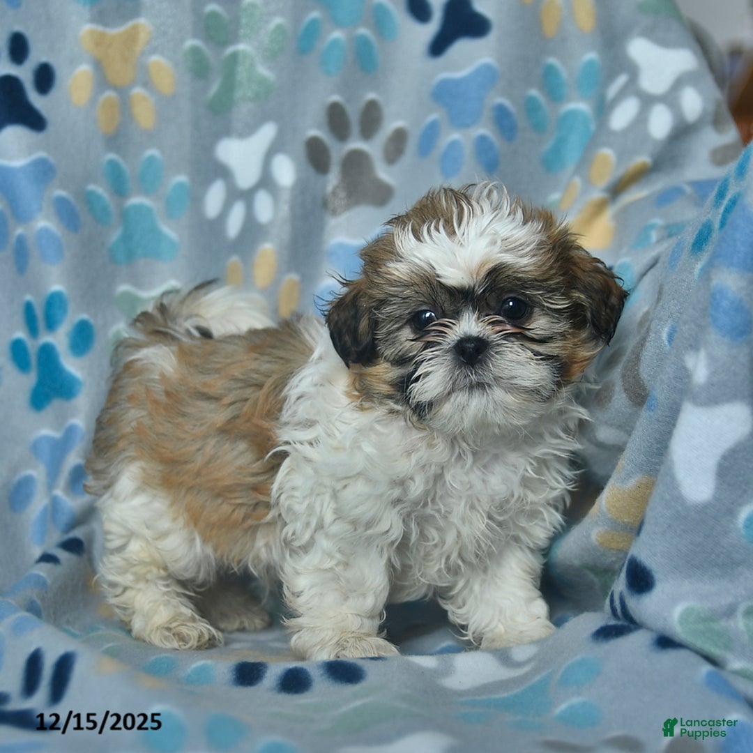 Shih Tzu dogs for sale: Rudolph  - Ad 2